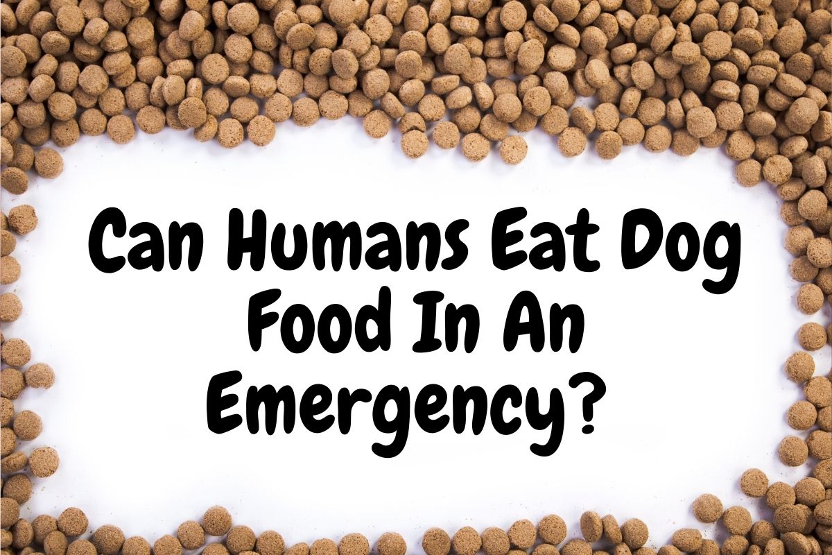 Can Humans Eat Dog Food In An Emergency