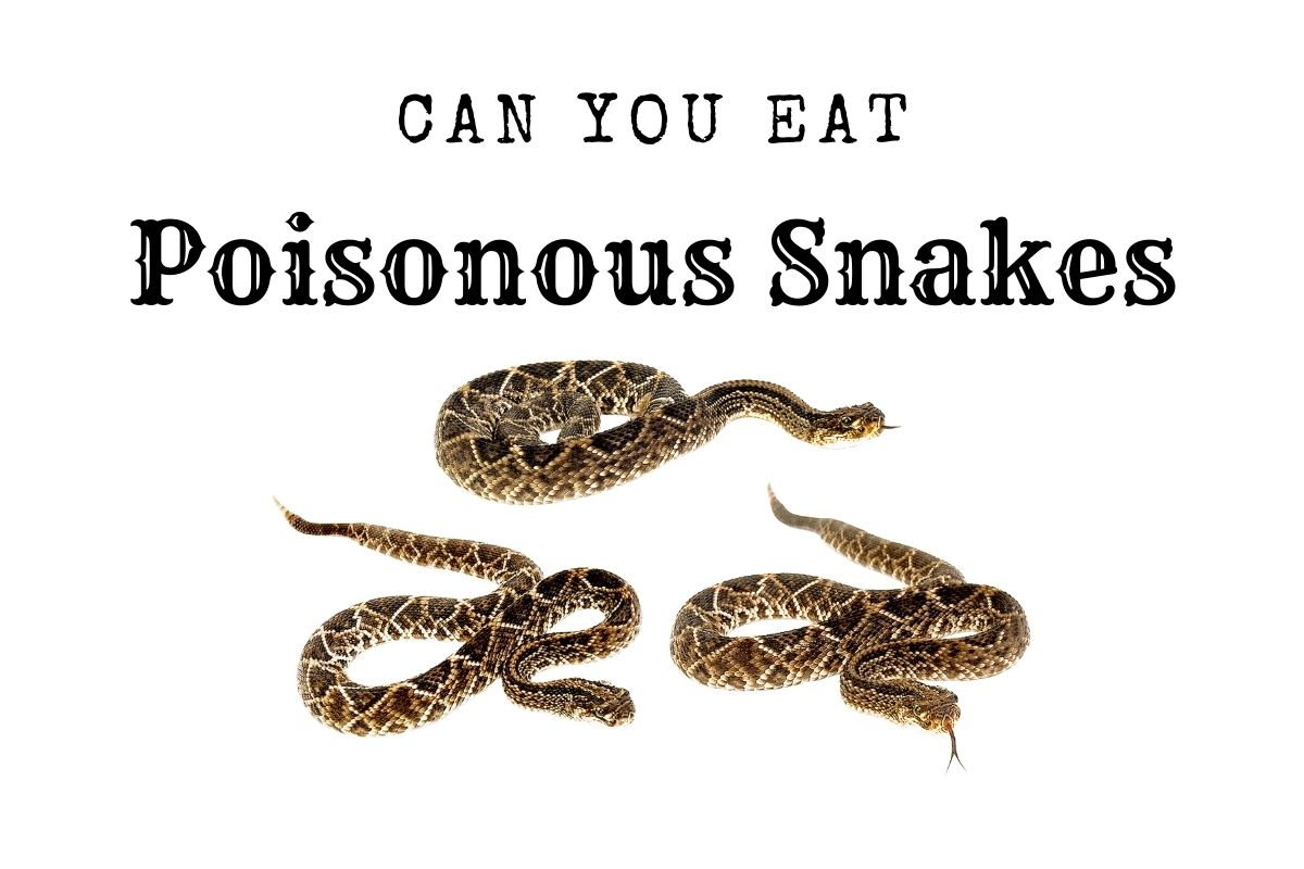 can you eat poisonous snakes